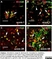 Anti Rat CD4 (Domain 1) Antibody, clone W3/25 thumbnail image 25