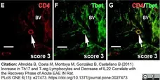 Anti Rat CD4 (Domain 1) Antibody, clone W3/25 gallery image 3