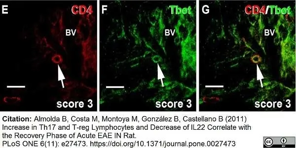 Anti Rat CD4 (Domain 1) Antibody, clone W3/25 gallery image 3