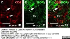 Anti Rat CD4 (Domain 1) Antibody, clone W3/25 gallery image 4