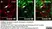 Anti Rat CD4 (Domain 1) Antibody, clone W3/25 thumbnail image 4