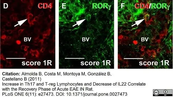 Anti Rat CD4 (Domain 1) Antibody, clone W3/25 gallery image 4