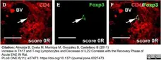 Anti Rat CD4 (Domain 1) Antibody, clone W3/25 gallery image 5