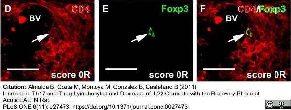 Anti Rat CD4 (Domain 1) Antibody, clone W3/25 gallery image 5