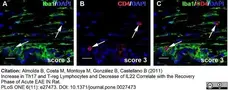 Anti Rat CD4 (Domain 1) Antibody, clone W3/25 gallery image 6