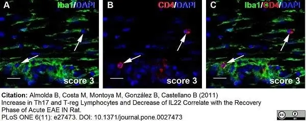 Anti Rat CD4 (Domain 1) Antibody, clone W3/25 gallery image 6