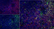 Anti Rat CD4 (Domain 1) Antibody, clone W3/25 gallery image 9