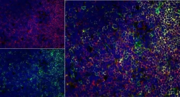 Anti Rat CD4 (Domain 1) Antibody, clone W3/25 gallery image 9