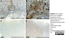 Anti Rat CD43 Antibody, clone W3/13 gallery image 10