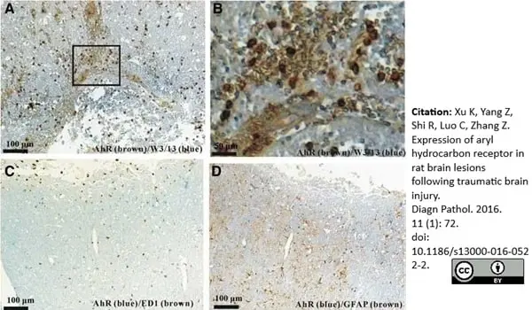 Anti Rat CD43 Antibody, clone W3/13 gallery image 10