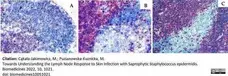 Anti Rat CD43 Antibody, clone W3/13 gallery image 11