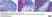 Anti Rat CD43 Antibody, clone W3/13 thumbnail image 11