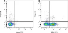 Anti Rat CD43 Antibody, clone W3/13 gallery image 2