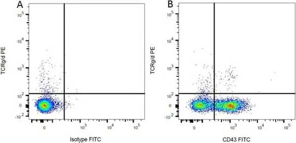 Anti Rat CD43 Antibody, clone W3/13 gallery image 2