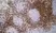 Anti Rat CD43 Antibody, clone W3/13 thumbnail image 4