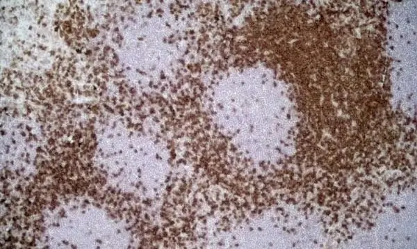 Anti Rat CD43 Antibody, clone W3/13 gallery image 4