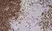 Anti Rat CD43 Antibody, clone W3/13 thumbnail image 5