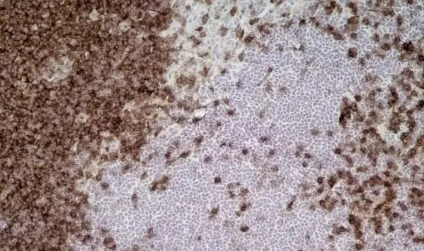 Anti Rat CD43 Antibody, clone W3/13 gallery image 5
