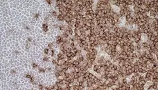 Anti Rat CD43 Antibody, clone W3/13 gallery image 6