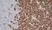 Anti Rat CD43 Antibody, clone W3/13 thumbnail image 6
