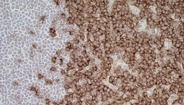 Anti Rat CD43 Antibody, clone W3/13 gallery image 6