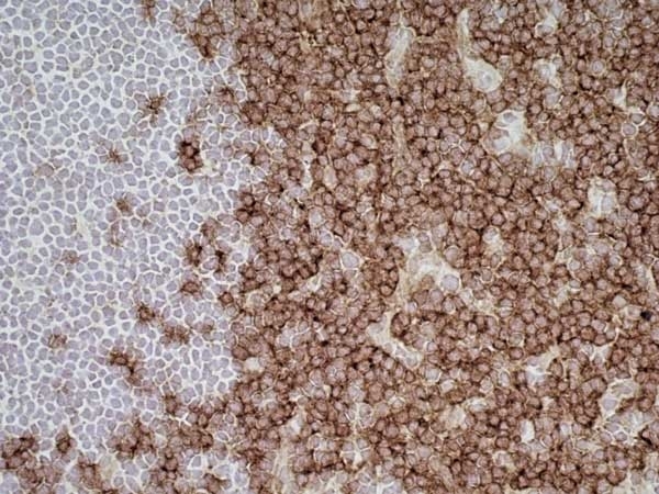 Anti Rat CD43 Antibody, clone W3/13 gallery image 6