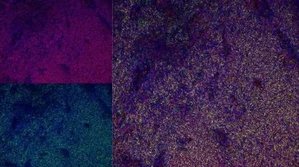 Anti Rat CD43 Antibody, clone W3/13 gallery image 7