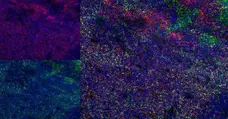 Anti Rat CD43 Antibody, clone W3/13 gallery image 8