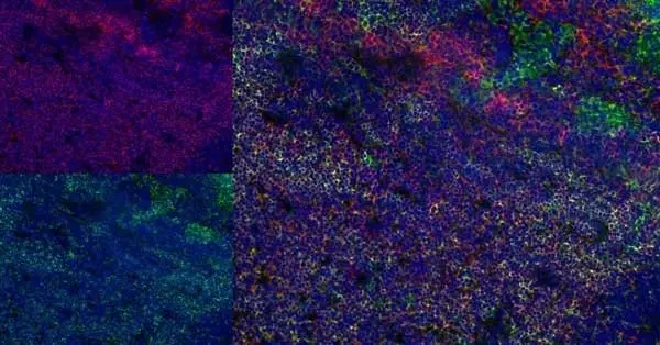 Anti Rat CD43 Antibody, clone W3/13 gallery image 8
