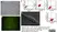 Anti Rat CD44 Antibody, clone OX-50 thumbnail image 2
