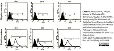 Anti Rat CD44 Antibody, clone OX-50 gallery image 3