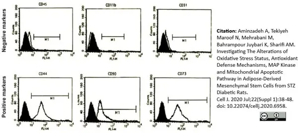 Anti Rat CD44 Antibody, clone OX-50 gallery image 3