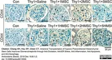 Anti Rat CD44 Antibody, clone OX-50 gallery image 4