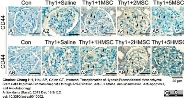 Anti Rat CD44 Antibody, clone OX-50 gallery image 4