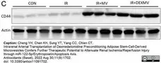 Anti Rat CD44 Antibody, clone OX-50 gallery image 5