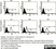 Anti Rat CD44 Antibody, clone OX-50 thumbnail image 5