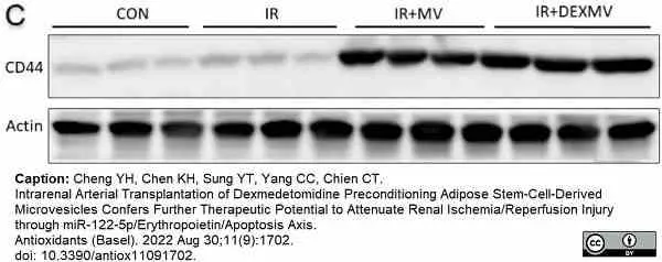 Anti Rat CD44 Antibody, clone OX-50 gallery image 5