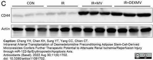 Anti Rat CD44 Antibody, clone OX-50 gallery image 7
