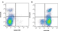 Anti Rat CD45 Antibody, clone OX-1 gallery image 1