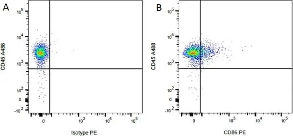 Anti Rat CD45 Antibody, clone OX-1 gallery image 3