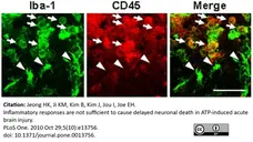 Anti Rat CD45 Antibody, clone OX-1 gallery image 5