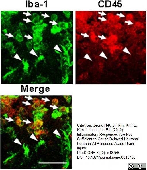 Anti Rat CD45 Antibody, clone OX-1 gallery image 5