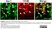 Anti Rat CD45 Antibody, clone OX-1 thumbnail image 5