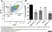 Anti Rat CD45 Antibody, clone OX-1 thumbnail image 6