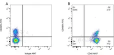 Anti Rat CD45RA (B Cells Only) Antibody, clone OX-33 gallery image 2