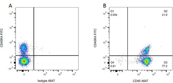 Anti Rat CD45RA (B Cells Only) Antibody, clone OX-33 gallery image 2