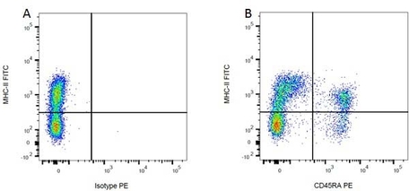 Anti Rat CD45RA (B Cells Only) Antibody, clone OX-33 | Bio-Rad