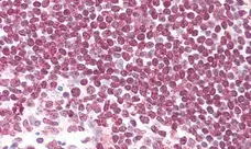 Anti Rat CD45RA (B Cells Only) Antibody, clone OX-33 gallery image 5
