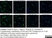 Anti Rat CD45RA (B Cells Only) Antibody, clone OX-33 thumbnail image 6
