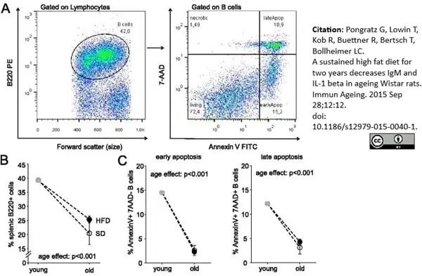 Anti Rat CD45RA (B Cells Only) Antibody, clone OX-33 gallery image 6